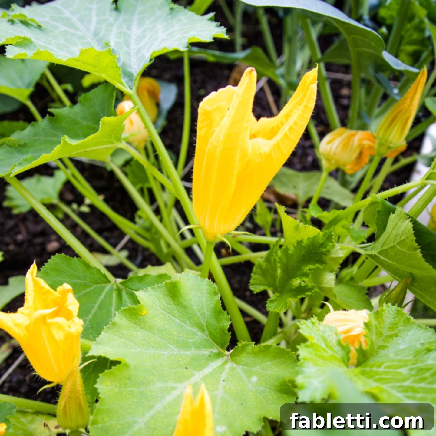 Wholesome Vegan Zucchini Bread Sweetened with Applesauce 3 Vibrant yellow zucchini blossoms thriving in a garden, symbolizing the fresh, natural ingredients used for this quick and easy zucchini bread.
